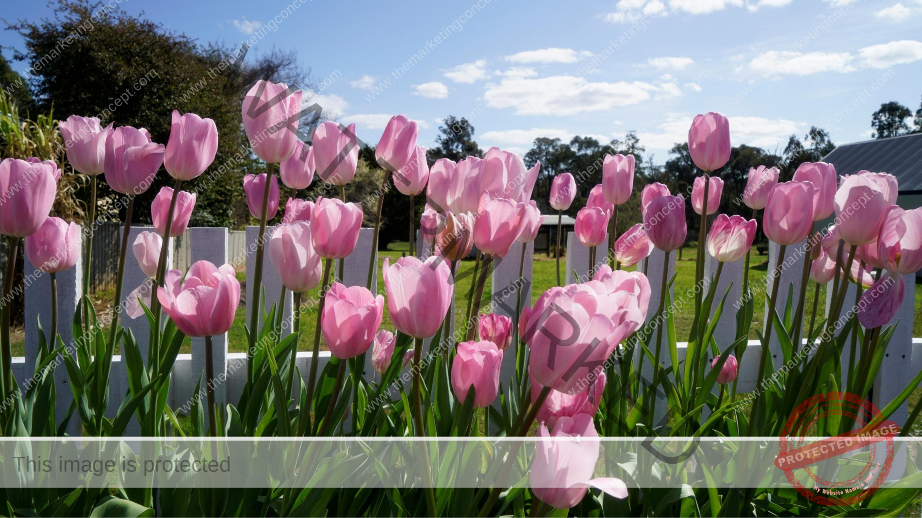 The tulips of Nannup