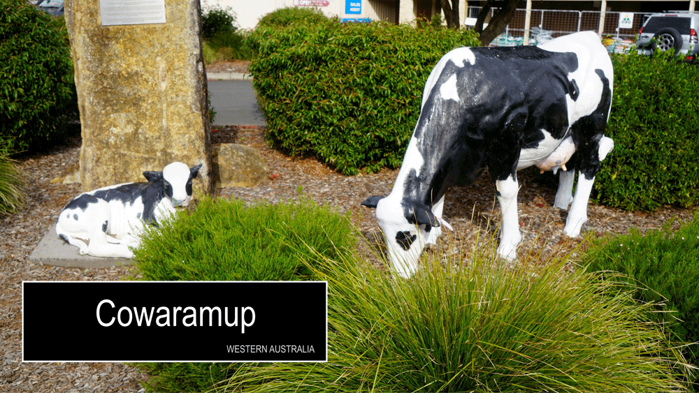cowaramup-1gif