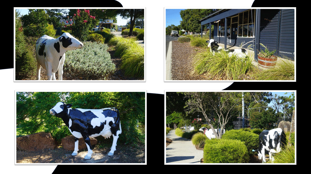 cowaramup-2c